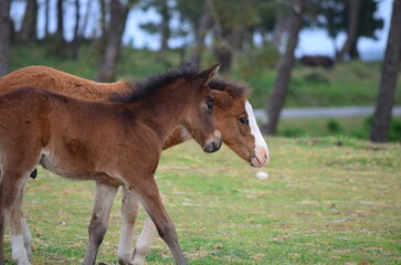 Fototapeta premium Two foals walking side by side in a grassy field with a forest backdrop 