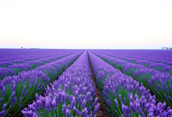 Fototapeta premium Lavender Whispers