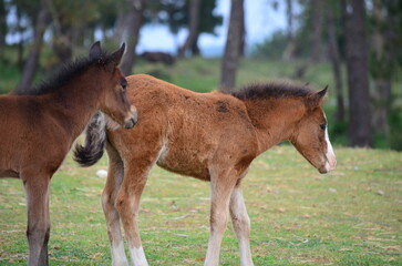 Two young foals walking closely together in a green meadow with trees in the background
