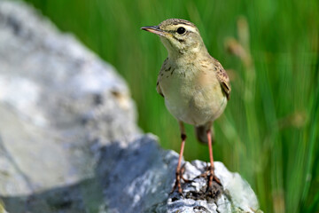 Tawny Pipit // Brachpieper (Anthus campestris) 