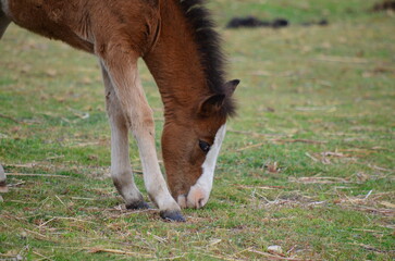 Fototapeta premium Close-up of a young foal grazing on green grass in a peaceful meadow 