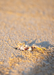 A crab on the beach is running on the white sand. Exotic animals in the resorts of tropical islands. The concept of a beach holiday in the tropics.