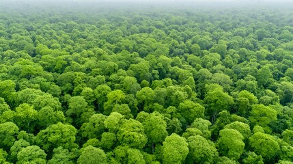 19091643 10 Aerial view of a massive reforestation project highlighting biodiversity and the importance of forest ecosystems --q 2 --chaos 10 --ar 169
