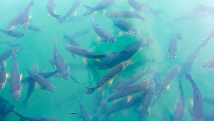 There are many Japanese carp fish swimming in the water. Fish farm. The pond is teeming with a...
