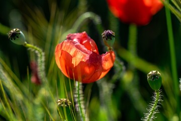 red poppies in the field
