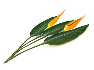 Obraz premium Bird of Paradise Flower Branch