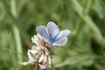 common blue butterfly polyommatus icarus collecting nectar from a white clover flower