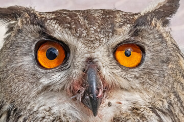 A close-up showing the intense gaze of a Eurasian Eagle Owl. Latin name Bubo bubo, selective focus.