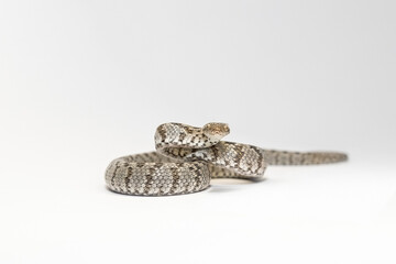 A European Cat Snake or Soosan Snake, Telescopus fallax, white background, selective focus, close-up.