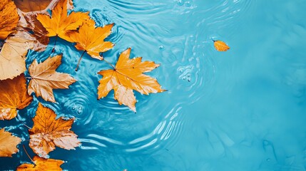 A fallen maple leaf concept background