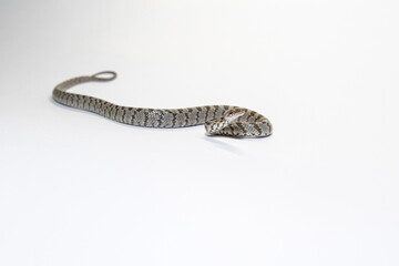 A European Cat Snake or Soosan Snake, Telescopus fallax, white background, selective focus, close-up.