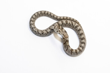 A European Cat Snake or Soosan Snake, Telescopus fallax, white background, selective focus, close-up. Top view.
