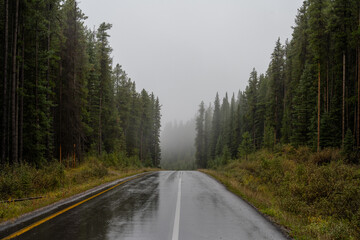 Looking along a wet rain-soaked single lane paved road that is surrounded by a dense forest of...
