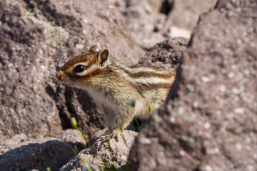 大雪山のエゾシマリス　北海道の可愛い野生動物