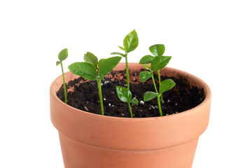 isolated closeup young lemon trees in clay pot
