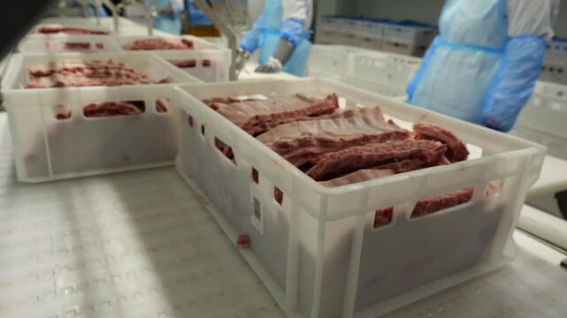 View of pork ribs onto conveyor belt for processing at meat processing facility