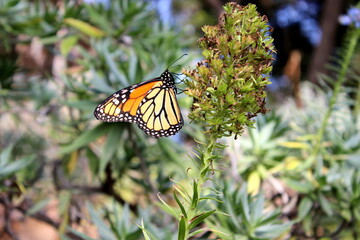 Monarchfalter, Danaus plexippus,
