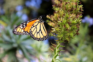 Monarchfalter, Danaus plexippus,