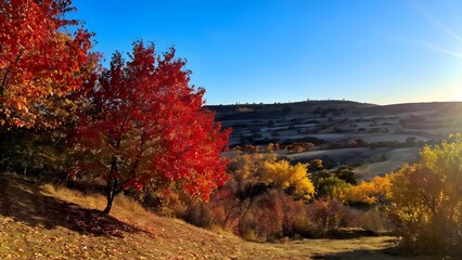 Fototapeta premium Vibrant autumn landscape with colorful trees under blue sky, nature photography, seasonal beauty