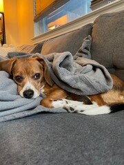 Obraz premium Cuddly Beagle