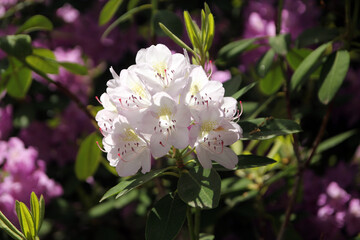 Blooming white rhododendron flowers in the garden