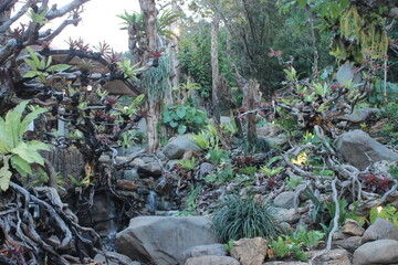 roots in the forest with a small waterfall