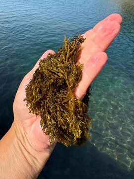 Seaweed algae in the hand 