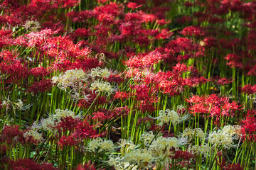 群生する彼岸花