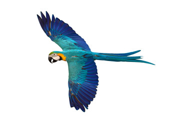 Colorful flying Blue and Gold Macaw parrot isolated on transparent background png file