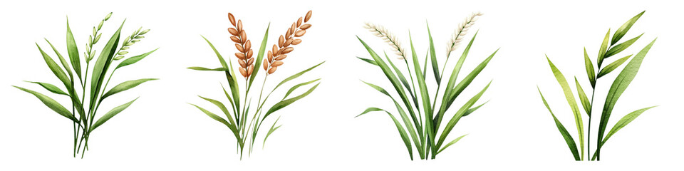 Obraz premium An illustration of four types of flowering plants, showcasing variations in color and structure against a dark background.