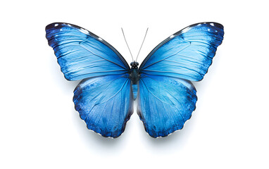 Blue Morpho Butterfly on White Background - Nature Beauty design