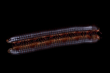Millipede on mirror