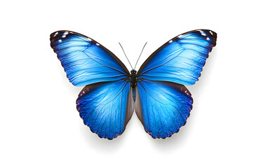 Blue Morpho Butterfly on White Background - Nature Beauty design