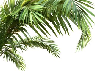 Lush green palm leaves against a white background, ideal for nature-themed designs.