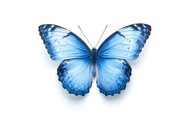 Blue Morpho Butterfly on White Background - Nature Beauty design