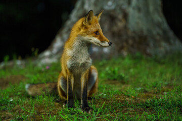 キタキツネ　北海道の可愛い野生動物