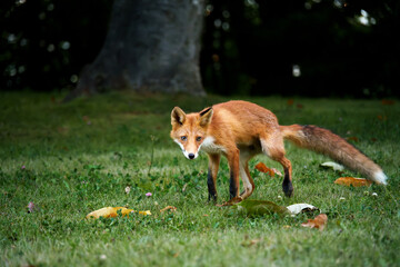 キタキツネ　北海道の可愛い野生動物