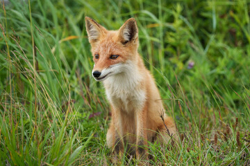 キタキツネ　北海道の可愛い野生動物