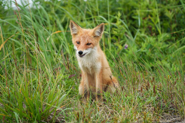 キタキツネ　北海道の可愛い野生動物