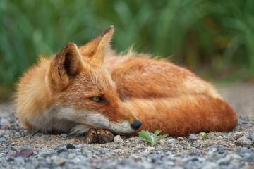 キタキツネ　北海道の可愛い野生動物