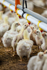 Chickens Are Drinking Water In Close Farm, Temperature And Light Control.