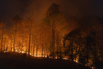 Bushfires in tropical forest release carbon dioxide (CO2) emissions and other greenhouse gases...