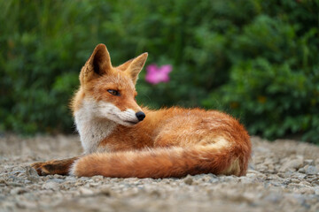キタキツネ　北海道の可愛い野生動物