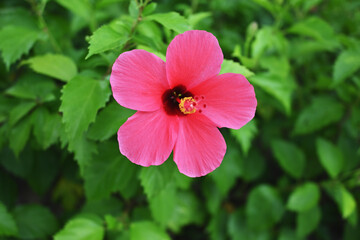 香港のハイビスカス