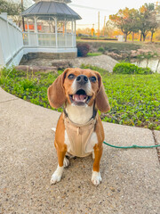 beagle in the park