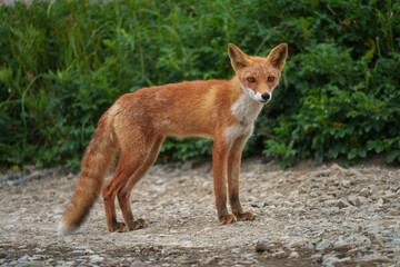 キタキツネ　北海道の可愛い野生動物