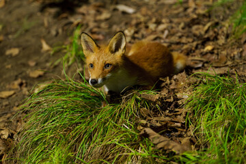 キタキツネ　北海道の可愛い野生動物