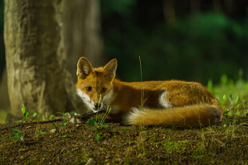 キタキツネ　北海道の可愛い野生動物