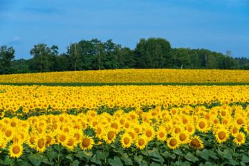 Fototapeta premium 北竜町のひまわり畑 北海道の夏の絶景観光地 8月