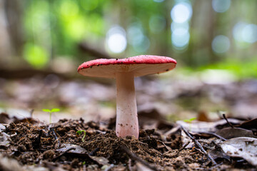A single, vibrant red mushroom emerges from a bed of fallen leaves on a forest floor. Sunlight filters through the canopy above, casting dappled shadows on the mushroom's cap and stem.